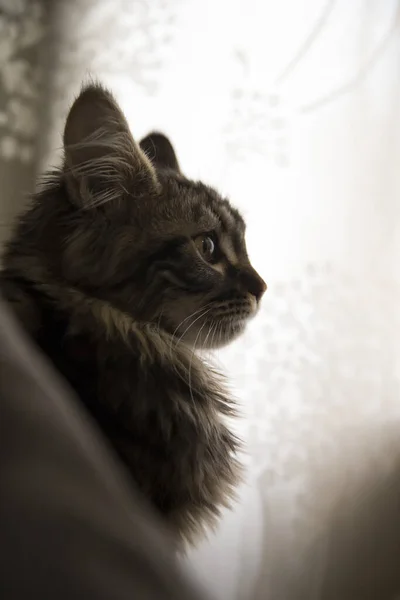 Retrato Maine Coon Cat Perfil Com Fundo Branco Foto Vertical — Fotografia de Stock