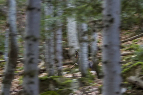 Chamois Running Forest — Stock Photo, Image