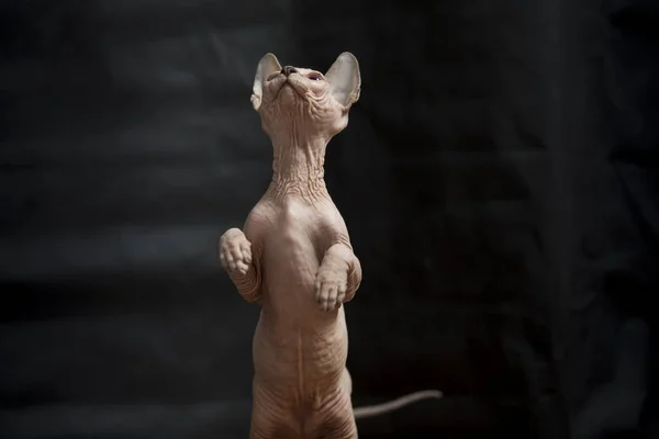 Sphynx Kot Stojący Dwoma Kopnięciami — Zdjęcie stockowe