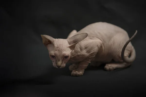 Cachorrinho Gato Esfinge Branco Com Fundo Preto — Fotografia de Stock