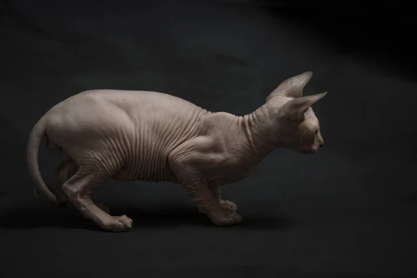 Perfil Retrato Gato Esfinge Branco — Fotografia de Stock