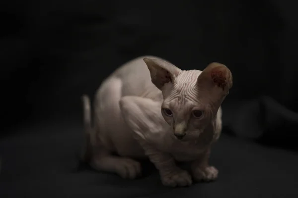 Portrait White Sphynx Puppy Cat — Stock Photo, Image