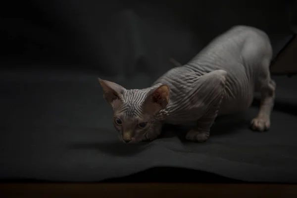 Gray Sfinks Kot Prześladuje Zdobycz — Zdjęcie stockowe