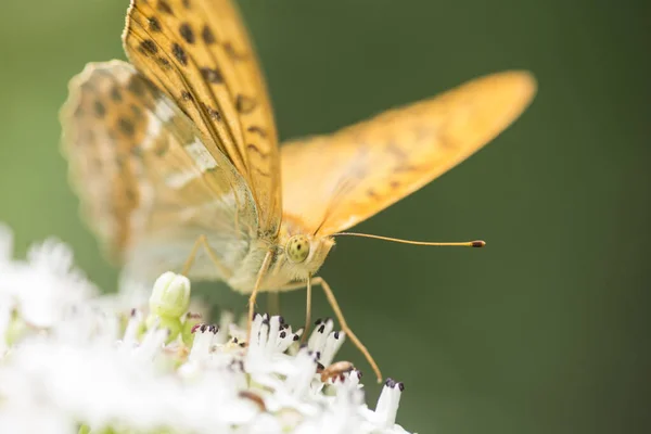 Macro Photography Butterfly Flower — Stock Photo, Image