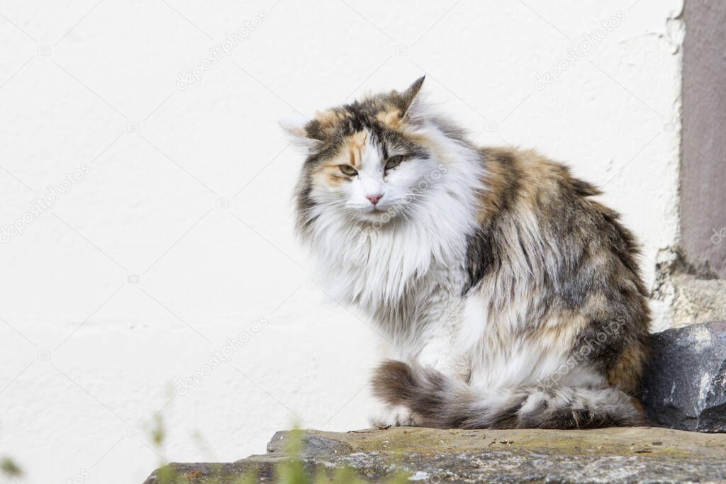Persian cat with long hair sunbathing.