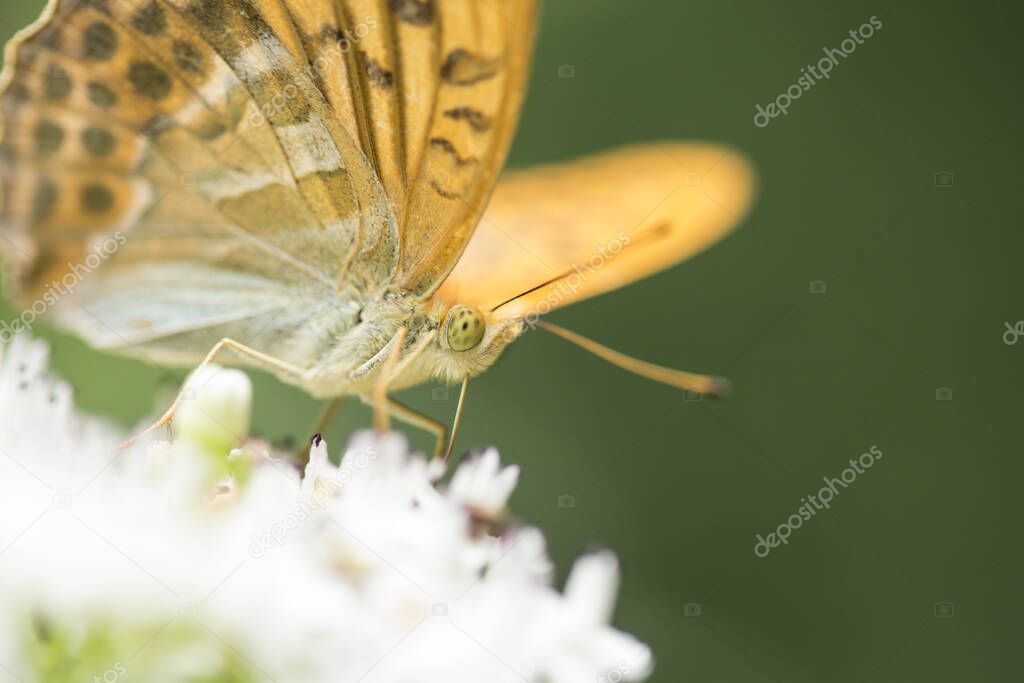 Butterfly feeding on a flower.