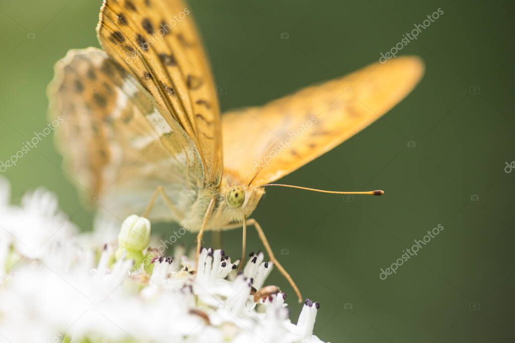 Macro photography of a butterfly on a flower.