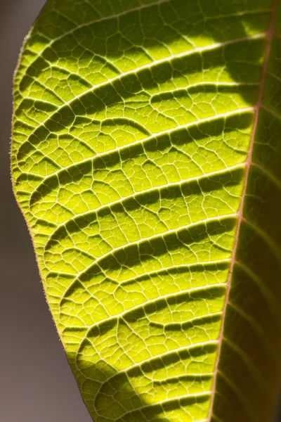 Close-up portrait of a plant leaf detail.