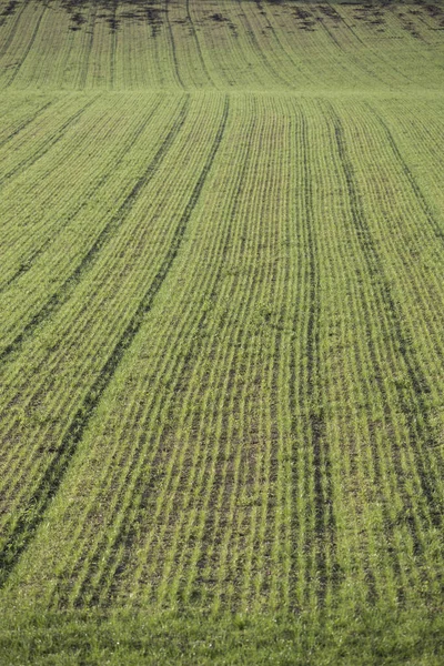 Blick Auf Die Muster Einem Grünen Gesäten Feld Vertikales Bild — Stockfoto