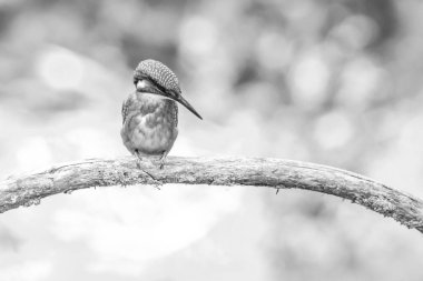 Kral Balıkçı nehre bakan bir dala tünemiş balık arıyordu. Siyah beyaz görüntü. Vahşi yaşam konsepti.