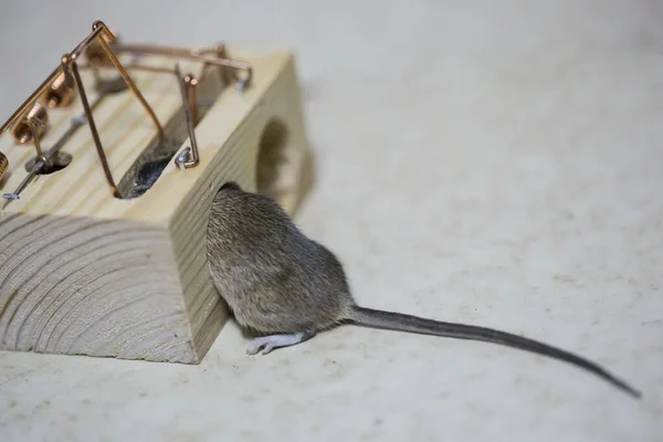 Gray Mouse Caught Trap Kitchen — Stock Photo, Image