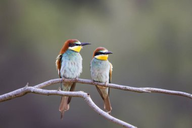Bir dala tünemiş iki arı yiyici. Görüntüde ileri bak. Vahşi yaşam konsepti.