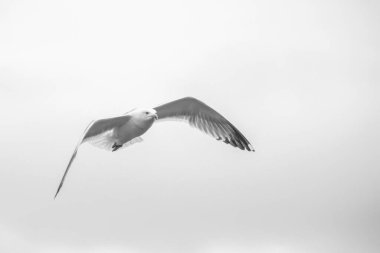 Kanatları açıkta uçan bir martı görüntüsü. Siyah beyaz fotoğraf. Vahşi yaşam konsepti