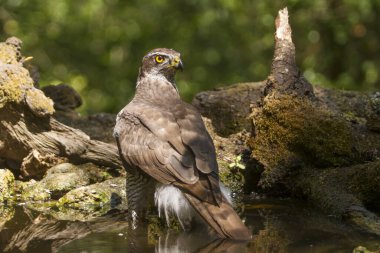 Dişi bir atmaca ormanda salda..