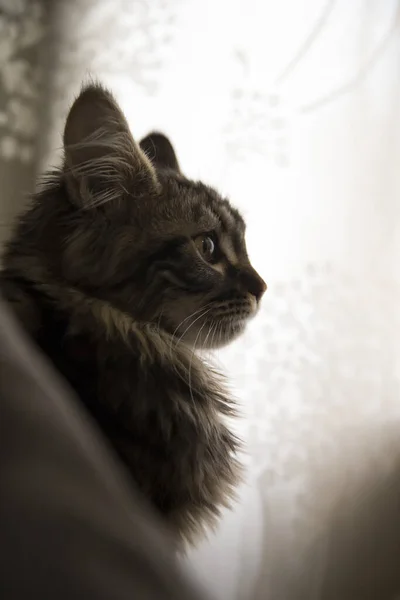 Porträtt Maine Coon Katt Profil Med Vit Bakgrund Vertikalt Foto — Stockfoto