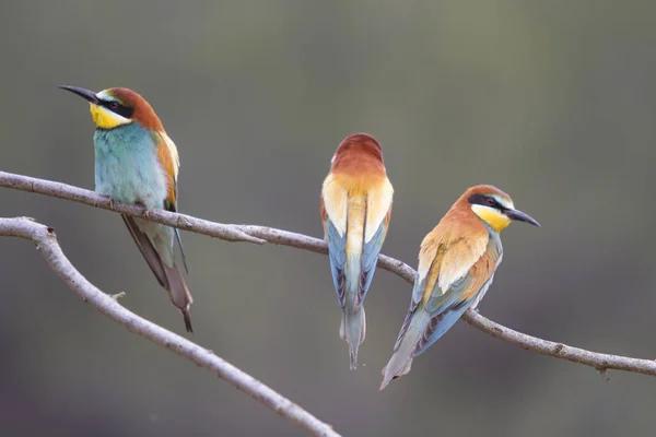 Drie Bijeneters Een Tak Eén Vooraan Twee Achteraan Met Hun — Stockfoto