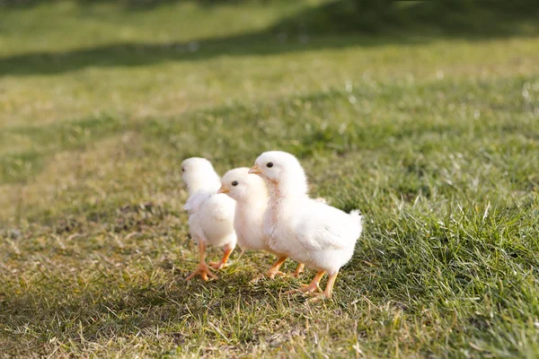 Jonge kippen op een weide — Stockfoto