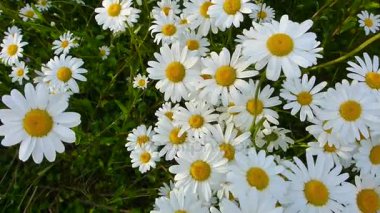 Marguerites el atış