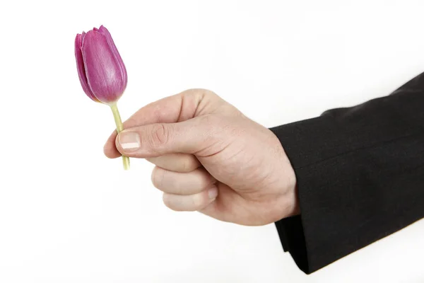 Мужская рука с маленьким тюльпаном — стоковое фото