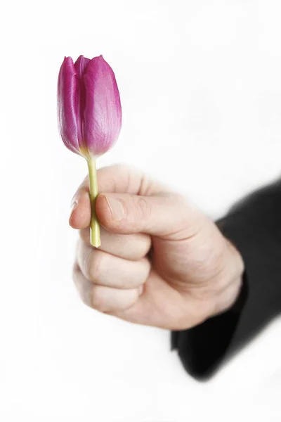 Mão masculina com tulipa pequena — Fotografia de Stock