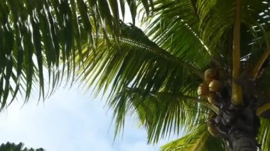 Tropikal yeşil palmiye ağaçları, pan atış, Yakınlaştır
