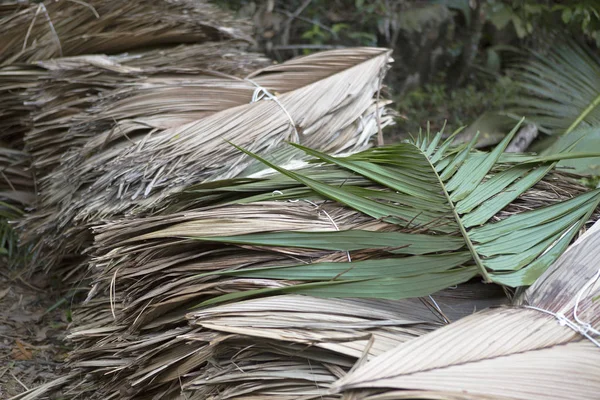 Getrocknete Palmenblätter am Wegesrand — Stockfoto