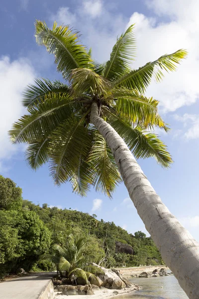 Palmier tropical, fond de voyage — Photo