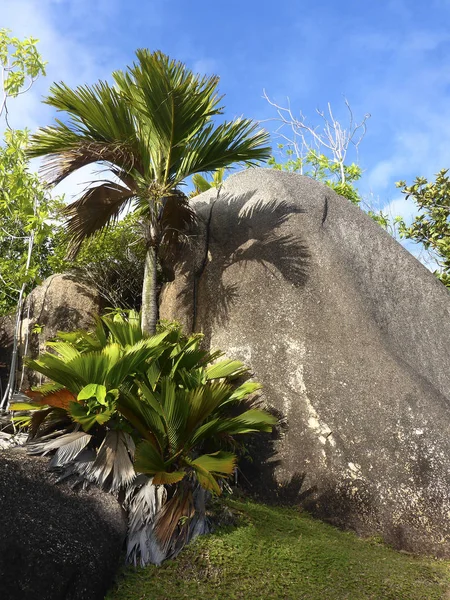 Tropical landscape, Seychelles — Stock Photo, Image