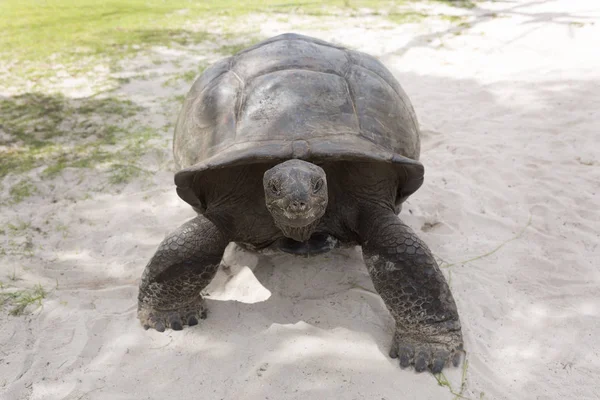 Jätten sköldpaddan på Curieuse island — Stockfoto