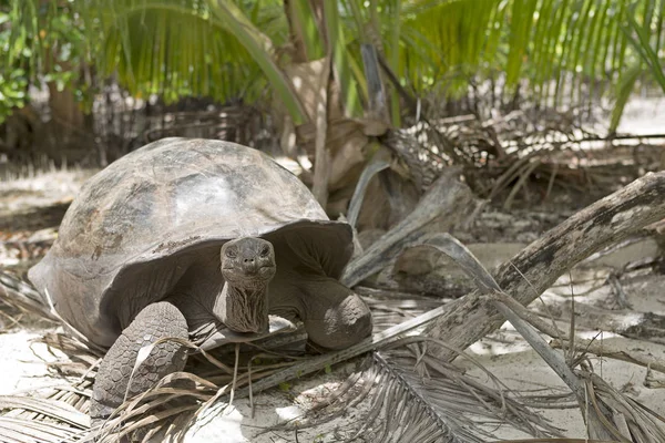 Jätten sköldpaddan i djungeln — Stockfoto