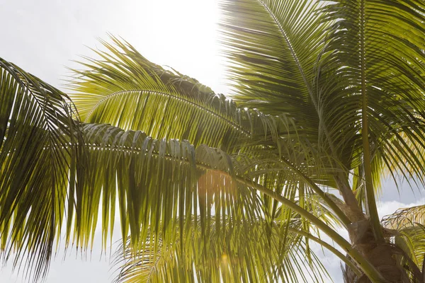 Palmen im Abendlicht — Stockfoto