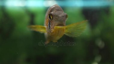 Akvaryum ile kameraya, portre seyir levrek