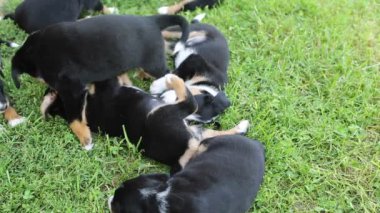 Bahçede oynayan genç Appenzeller kukla