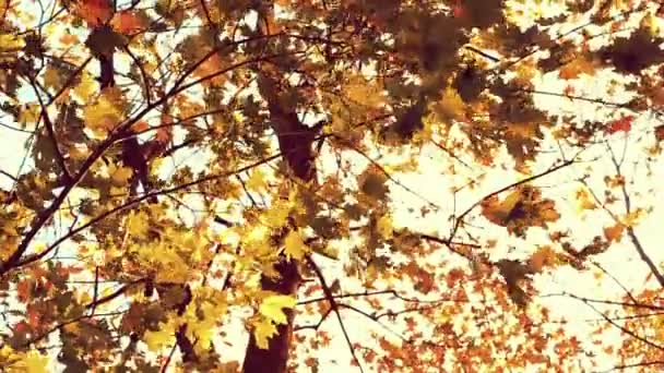 Feuilles de marron marron en automne, sépia ton 