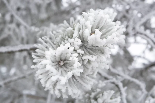 Primer plano de las ramas de pino en invierno —  Fotos de Stock