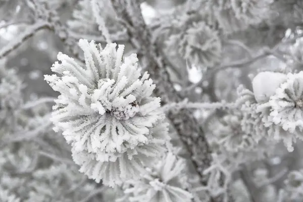 Primer plano de las ramas de pino en invierno —  Fotos de Stock