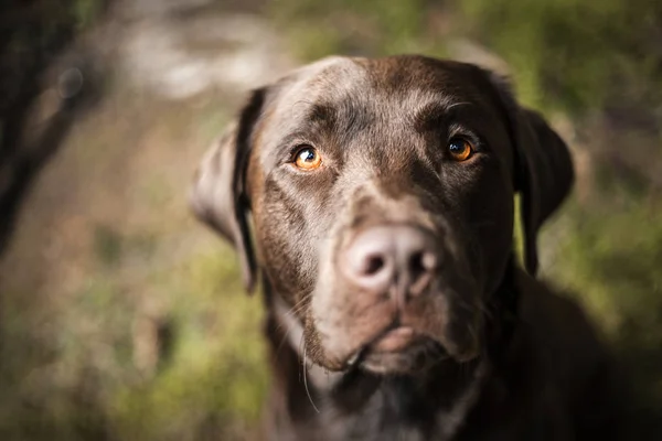 外側の茶色のラブラドール犬の肖像画 — ストック写真