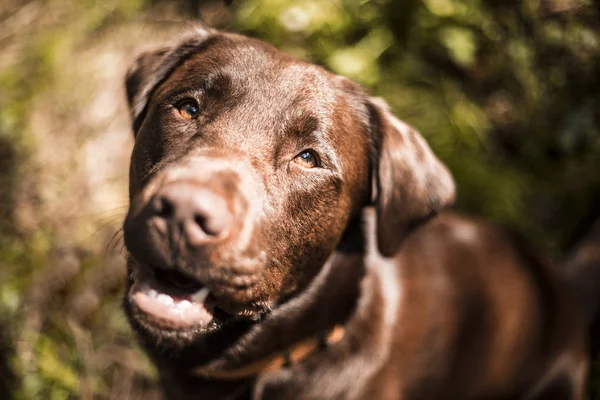 Portret van een bruine Labrador hond buiten — Stockfoto