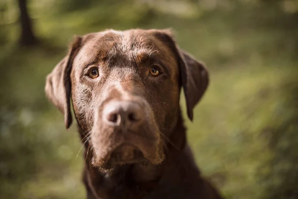 外側の茶色のラブラドール犬の肖像画 — ストック写真