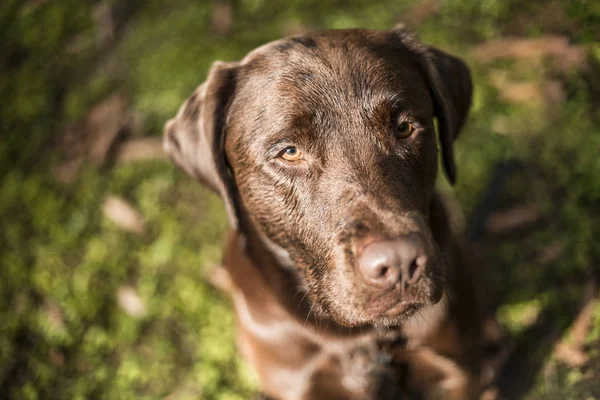 Kahverengi Labrador köpek dış portresi