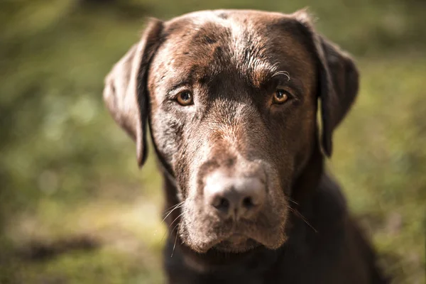 Portrét hnědý Labrador pes venku — Stock fotografie