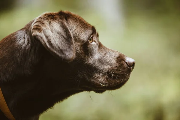 Portret van een bruine Labrador hond buiten — Stockfoto