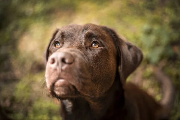 Portret van een bruine Labrador hond buiten — Stockfoto