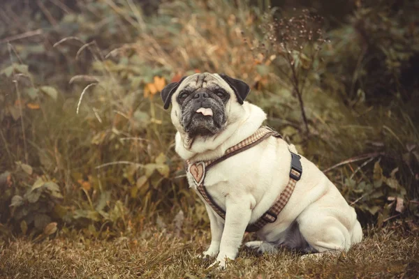 Retrato de un perro Pug al aire libre —  Fotos de Stock