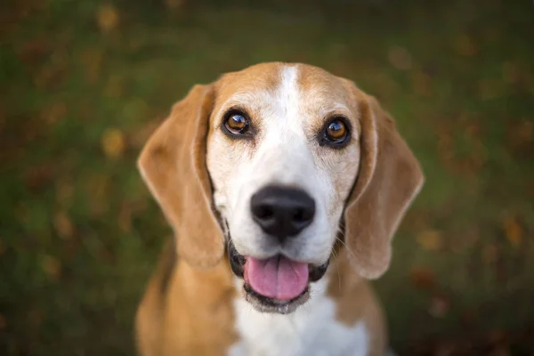 Retrato de um cão beagle — Fotografia de Stock