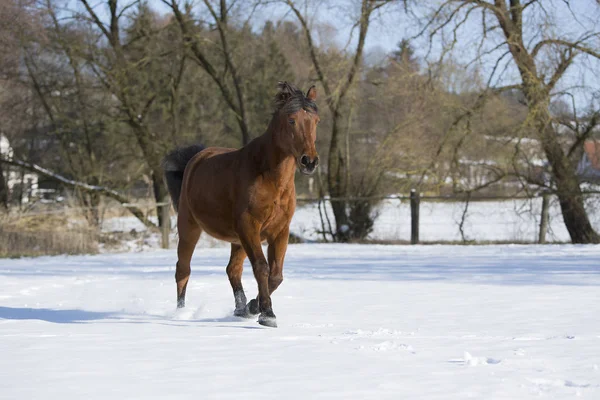美丽的棕色母马在冬天奔跑 — 图库照片