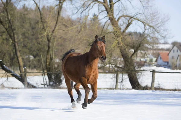 Belle jument brune courant en hiver — Photo