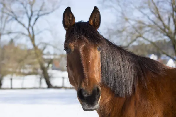 Portrait of a brown mare in winter — Stock Photo, Image