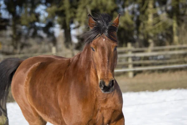 Hermosa yegua marrón corriendo en invierno —  Fotos de Stock