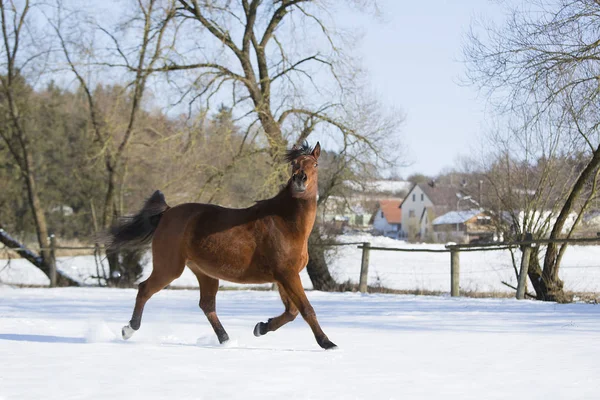 Linda égua marrom correndo no inverno — Fotografia de Stock